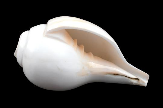 Vamavarti Left Hand Shankh (Long Tail)-6 inches